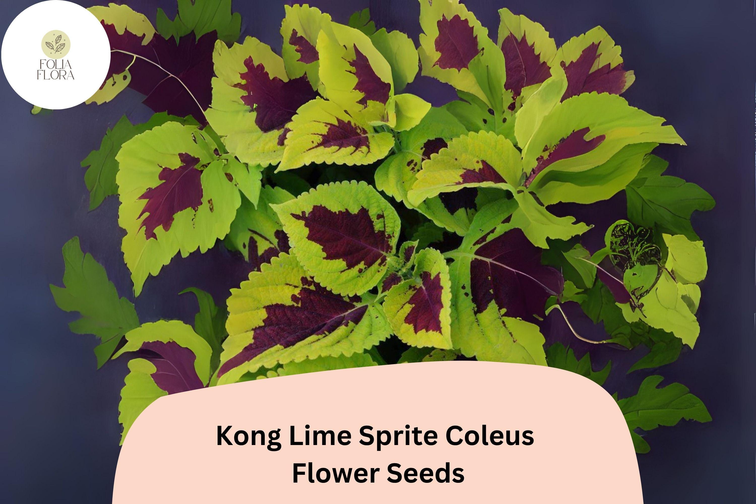 Kong Lime Sprite Coleus Seeds | Lime Green & Red Foliage