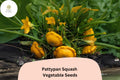 Pattypan Squash Seeds | Summer Scallop, Heirloom Variety