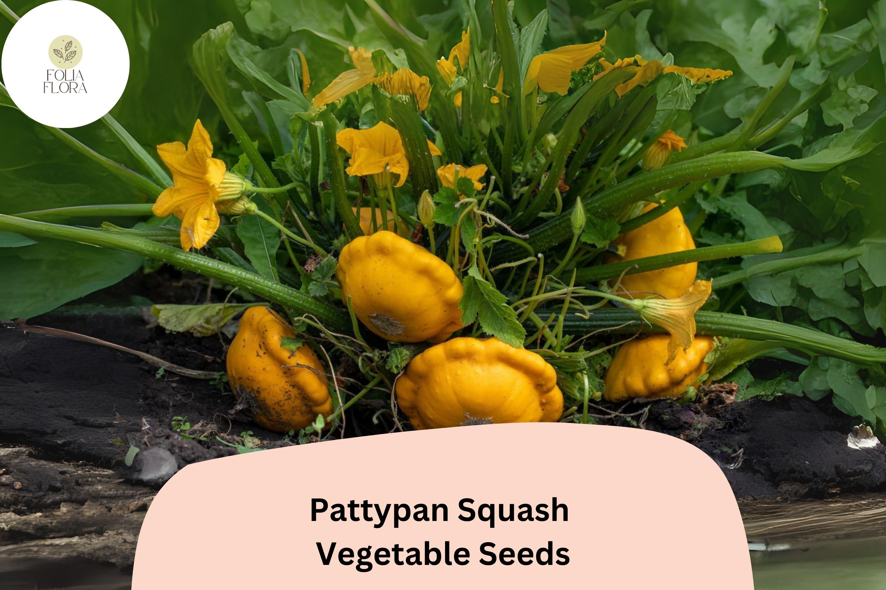 Pattypan Squash Seeds | Summer Scallop, Heirloom Variety