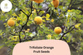 Trifoliate Orange Seeds | Cold Hardy Citrus for Rootstock or Ornamental Hedge