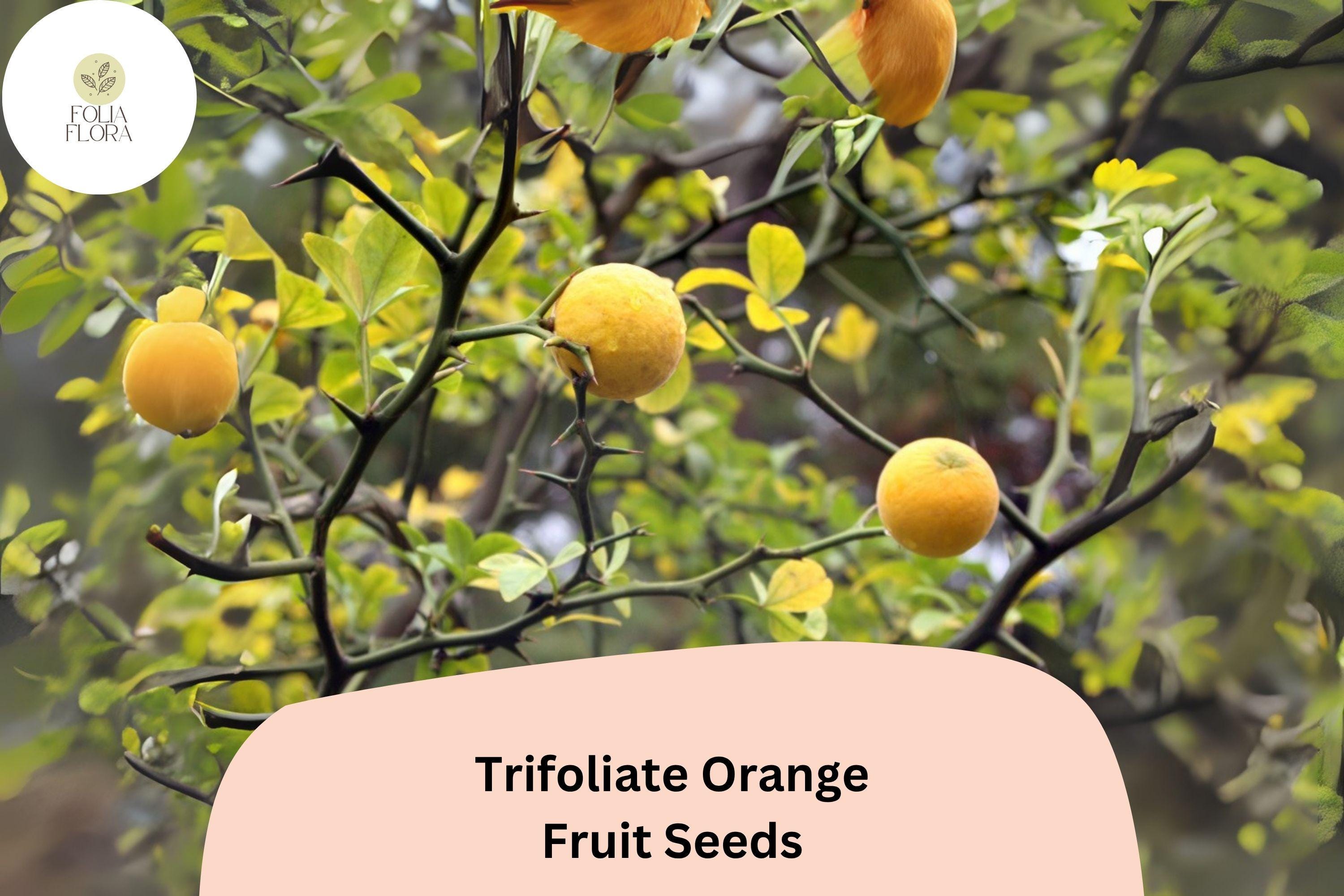 Trifoliate Orange Seeds | Cold Hardy Citrus for Rootstock or Ornamental Hedge