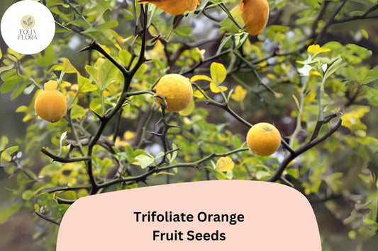 Trifoliate Orange Seeds | Cold Hardy Citrus for Rootstock or Ornamental Hedge