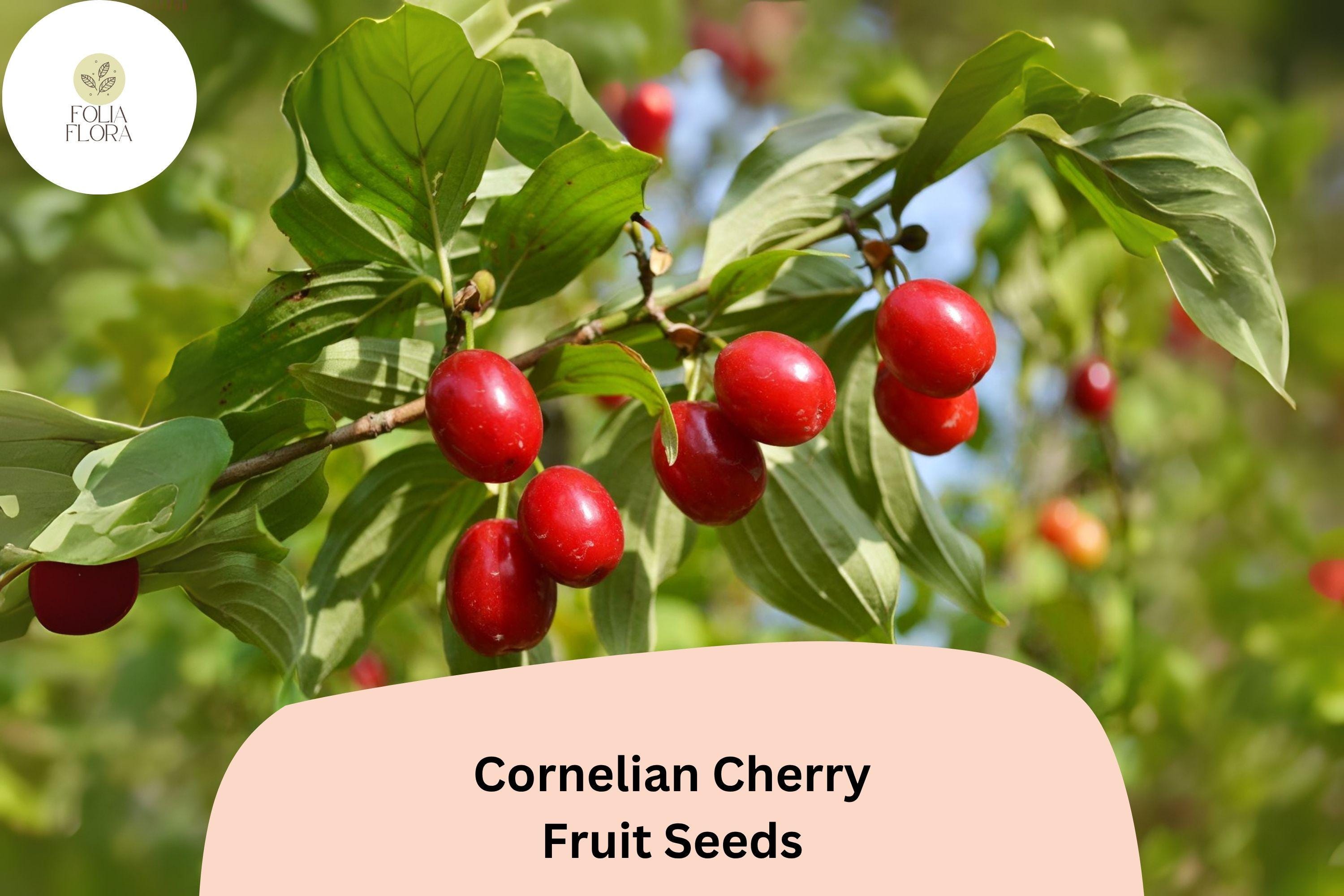 Cornelian Cherry Seeds | Heirloom Tart Fruit Tree (10+ Seeds)