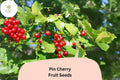 Pin Cherry Tree Seeds | Wild Edible Prunus pensylvanica