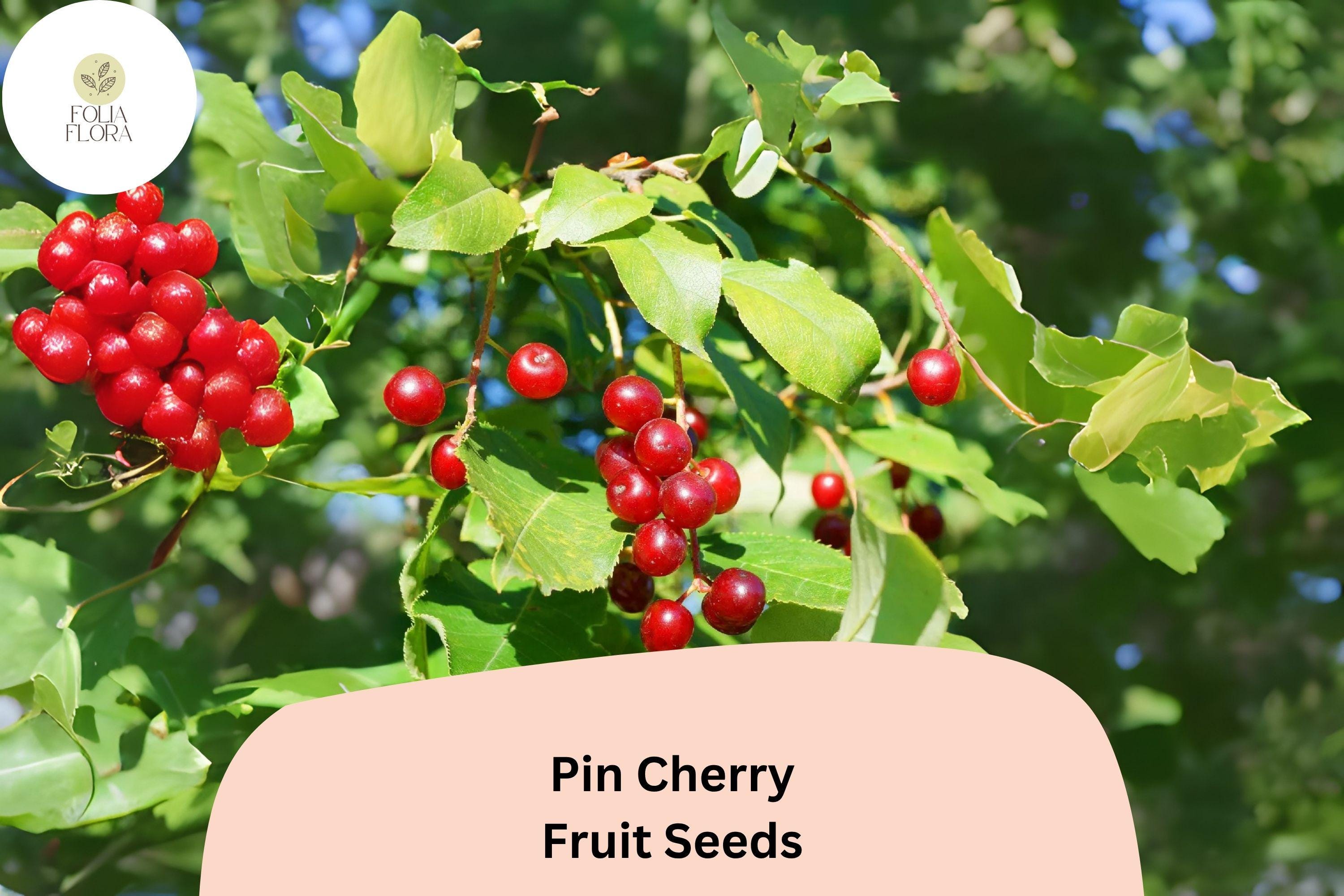 Pin Cherry Tree Seeds | Wild Edible Prunus pensylvanica