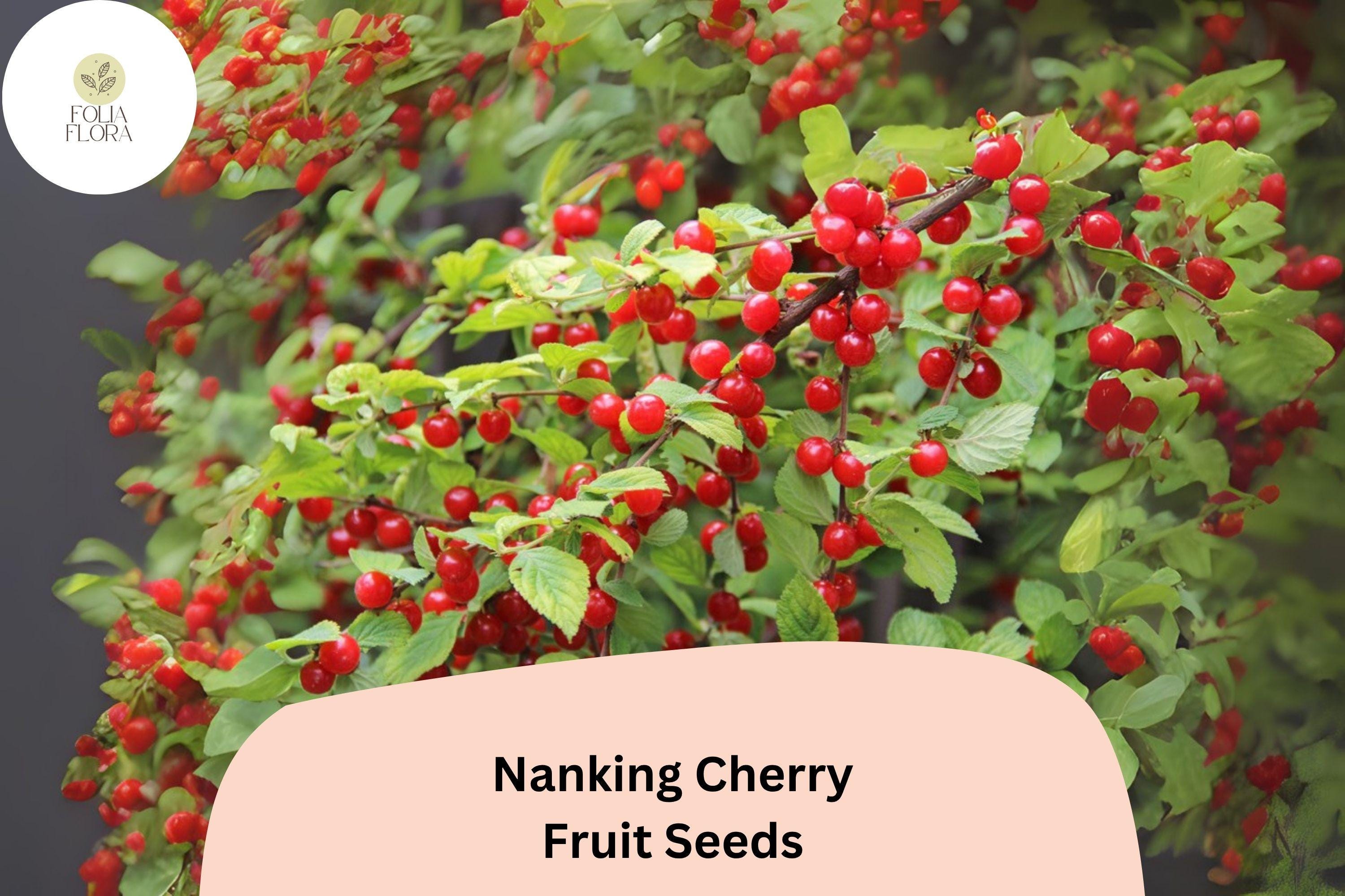 Nanking Cherry Seeds | Prunus Tomentosa, Cold Hardy Fruiting Shrub