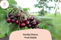 Kordia Cherry Seeds | Prunus avium, Dark Sweet Fruit