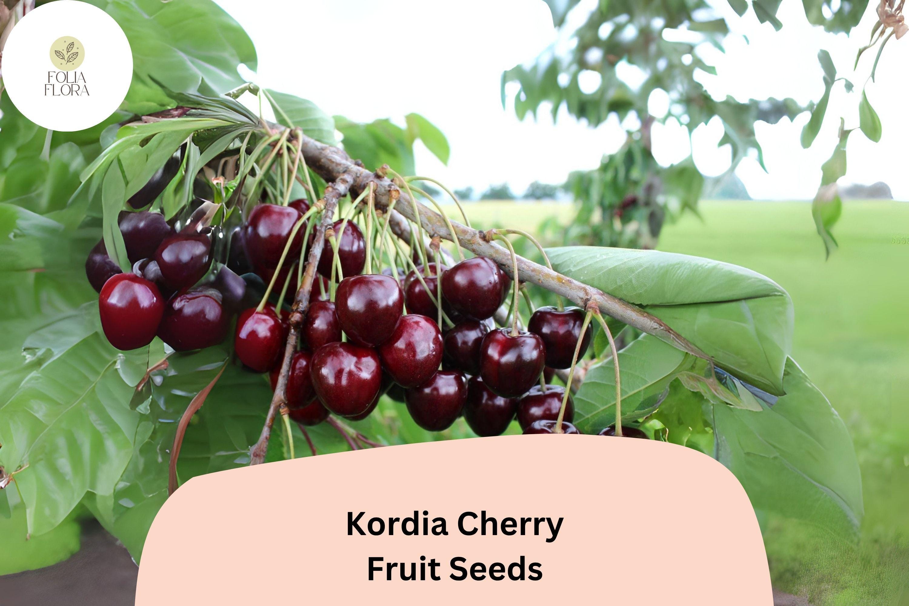 Kordia Cherry Seeds | Prunus avium, Dark Sweet Fruit