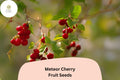 Meteor Cherry Tree Seeds | Cold-Hardy Prunus Cerasus