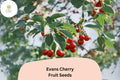Evans Cherry Tree Seeds | Cold Hardy, Sour Cherry Variety