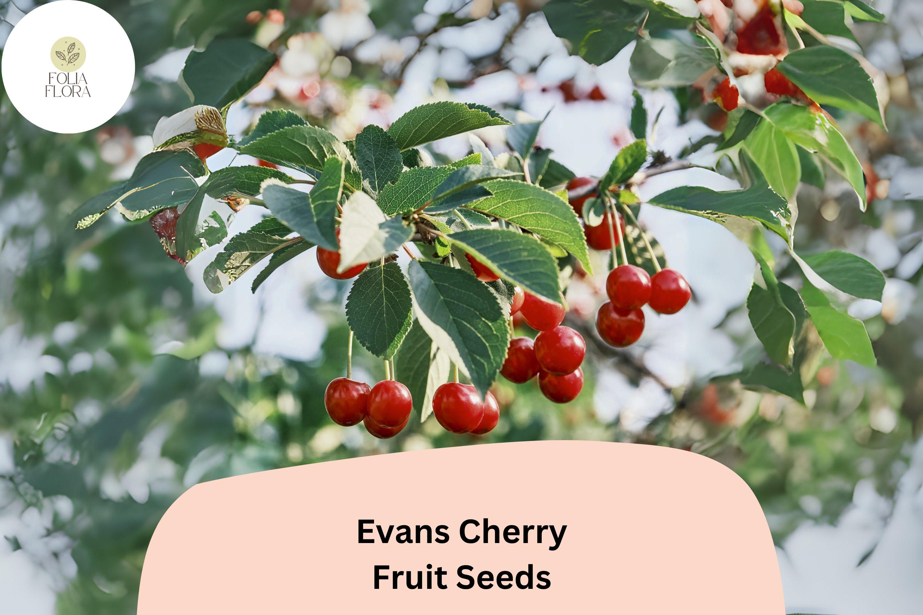Evans Cherry Tree Seeds | Cold Hardy, Sour Cherry Variety