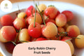 Early Robin Cherry Tree Seeds | Sweet Red Fruit, Non-GMO