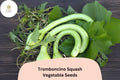 25+ Tromboncino Squash Seeds for Planting | Italian Heirloom Climbing Zucchini | Versatile Summer Vegetable Seeds