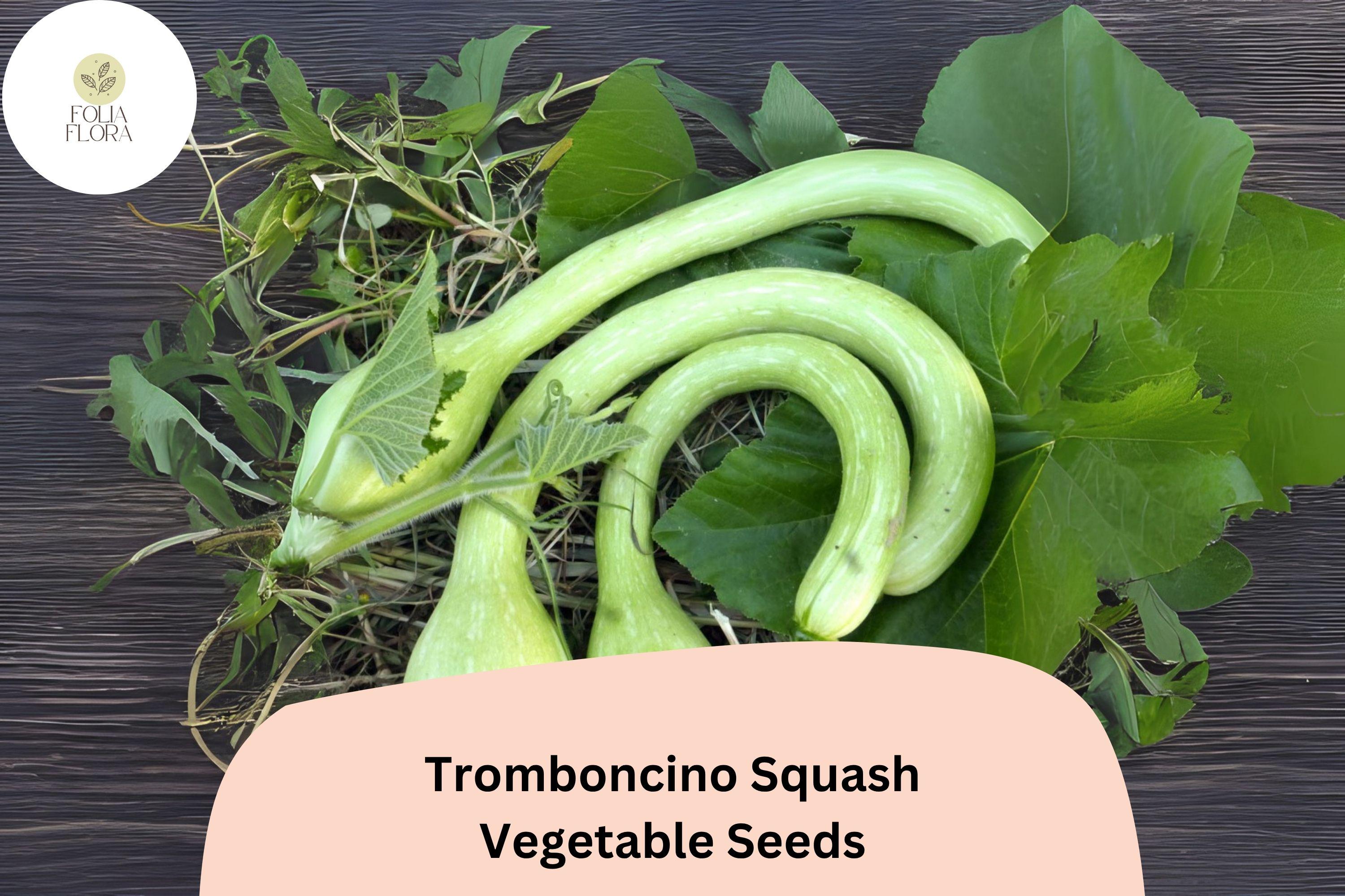 25+ Tromboncino Squash Seeds for Planting | Italian Heirloom Climbing Zucchini | Versatile Summer Vegetable Seeds