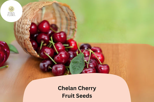 Chelan Cherry Seeds | Early Season Sweet Fruit Tree