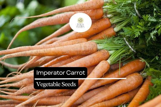1000+ Imperator Carrot Seeds | Sweet Garden Carrots