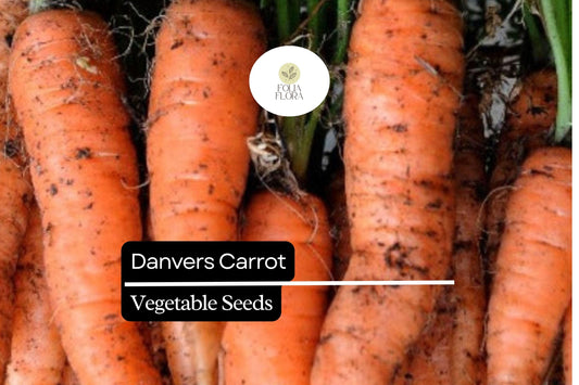 Danvers Carrot Seeds | Heirloom Vegetable Garden Planting