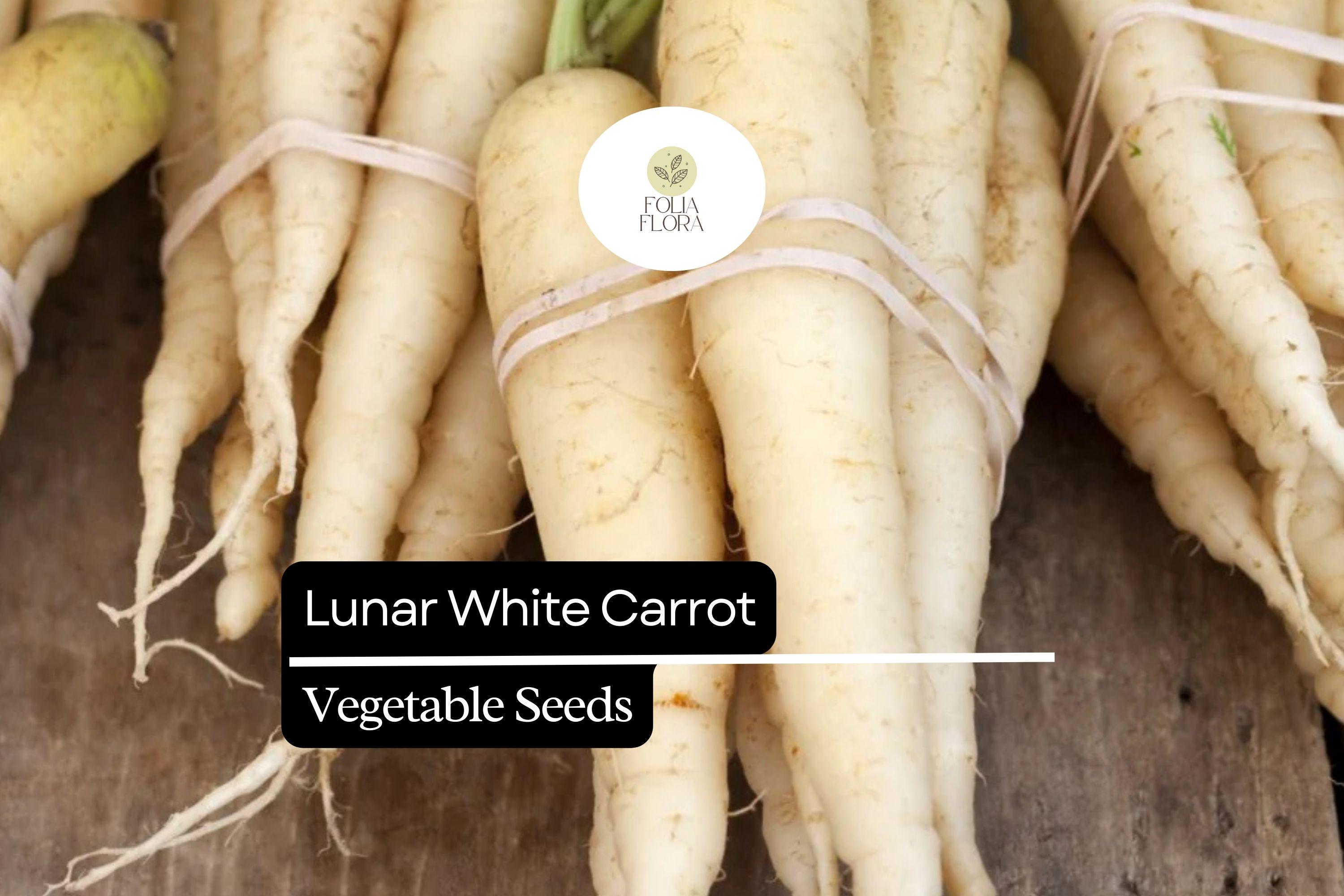 Lunar White Carrot Seeds | Heirloom Vegetable Garden Planting