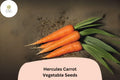 Hercules Carrot Seeds | Sweet, Thick, Heirloom Vegetable