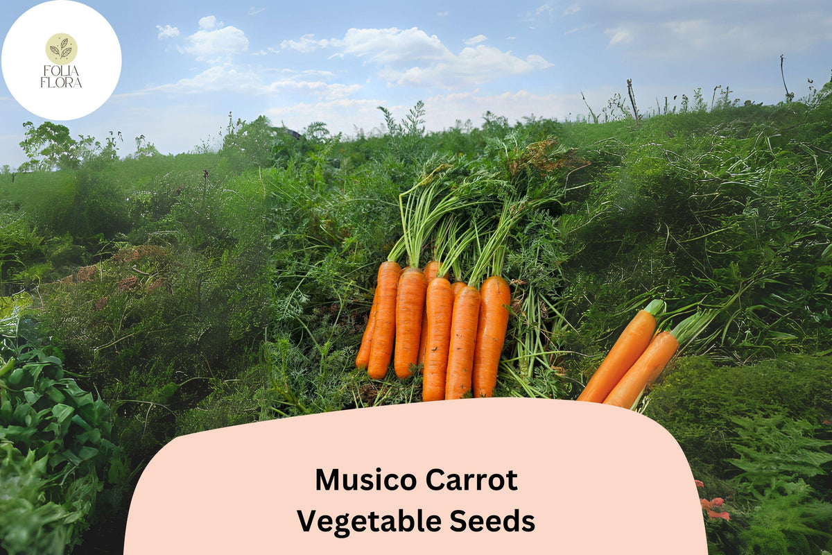 1000+ Musico Carrot Seeds | Crisp, Tender, Sweet Carrots for Garden Planting | Root Vegetable Seeds
