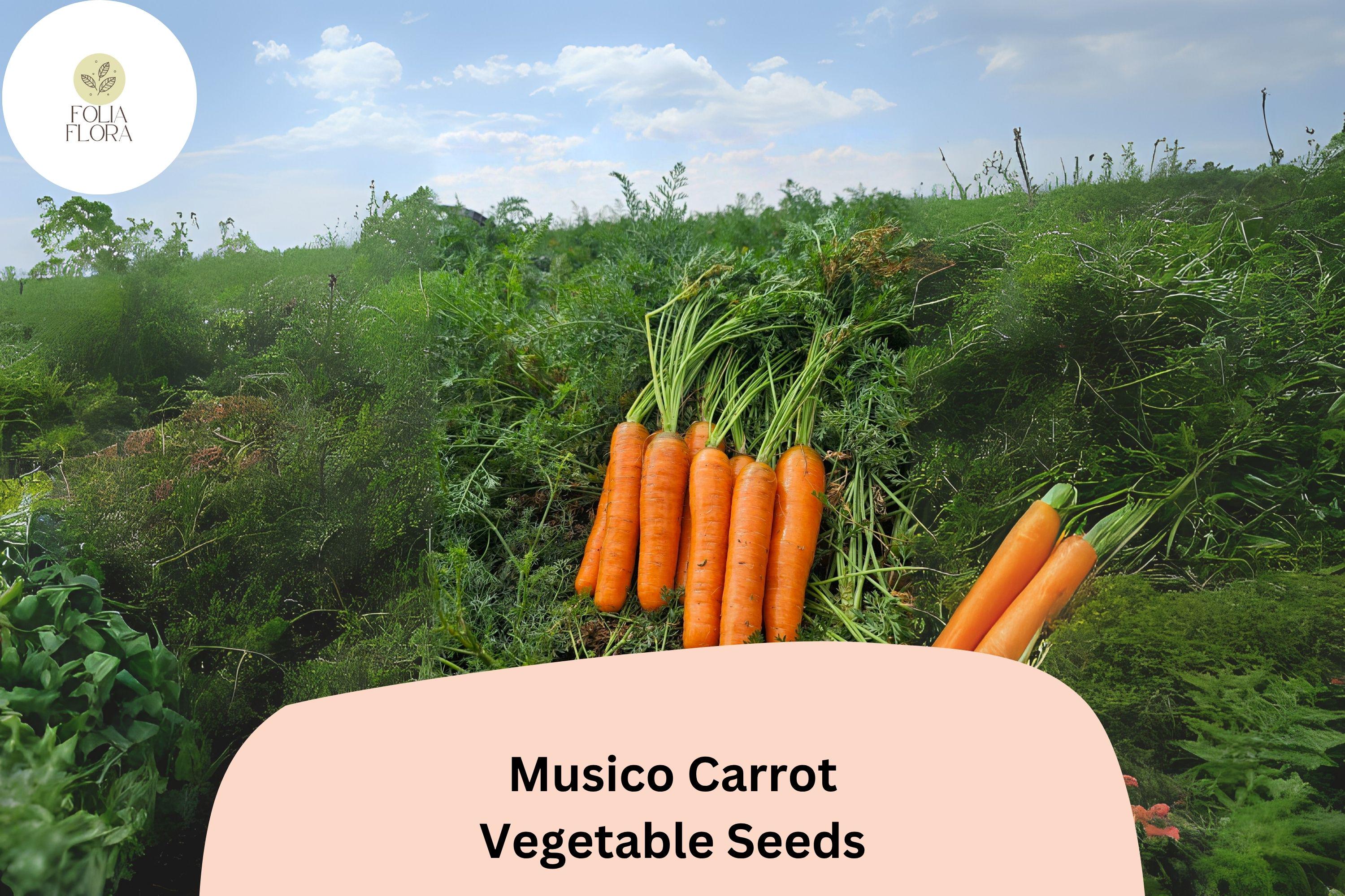 1000+ Musico Carrot Seeds | Crisp, Tender, Sweet Carrots for Garden Planting | Root Vegetable Seeds
