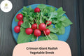 500+ Crimson Giant Radish Seeds | Large, Mild, Red Radishes for Garden Planting