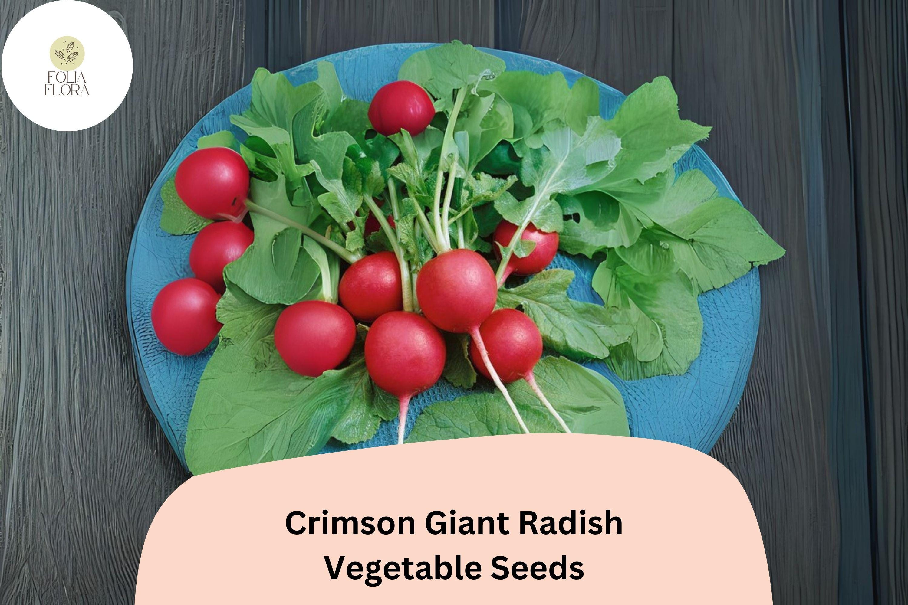 500+ Crimson Giant Radish Seeds | Large, Mild, Red Radishes for Garden Planting
