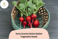 500+ Early Scarlet Globe Radish Seeds | Crisp, Mild Red Radishes for Garden Planting