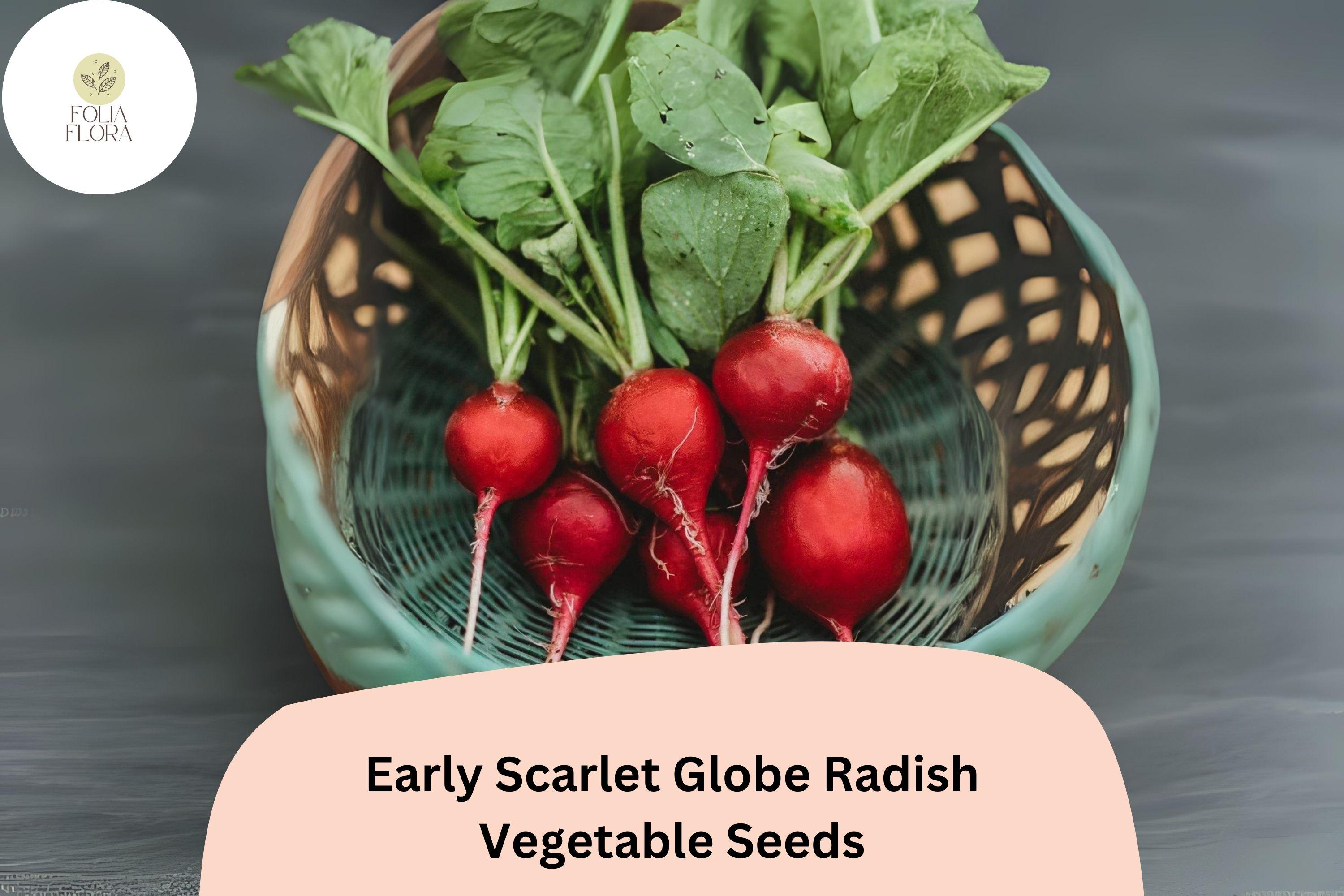 500+ Early Scarlet Globe Radish Seeds | Crisp, Mild Red Radishes for Garden Planting