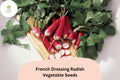 500+ French Dressing Radish Seeds | Colorful Garden Radish Variety for Planting