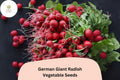 500+ German Giant Radish Seeds | Large Heirloom Radish Variety for Garden Planting