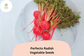 500+ Perfecto Radish Seeds | Round Red Radish Variety for Spring & Fall Garden Planting