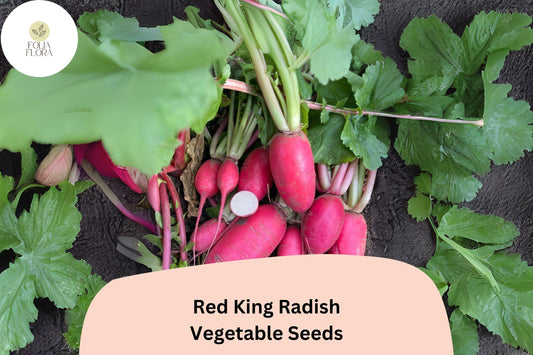 Red King Radish Seeds | Large, Crisp & Flavorful Variety