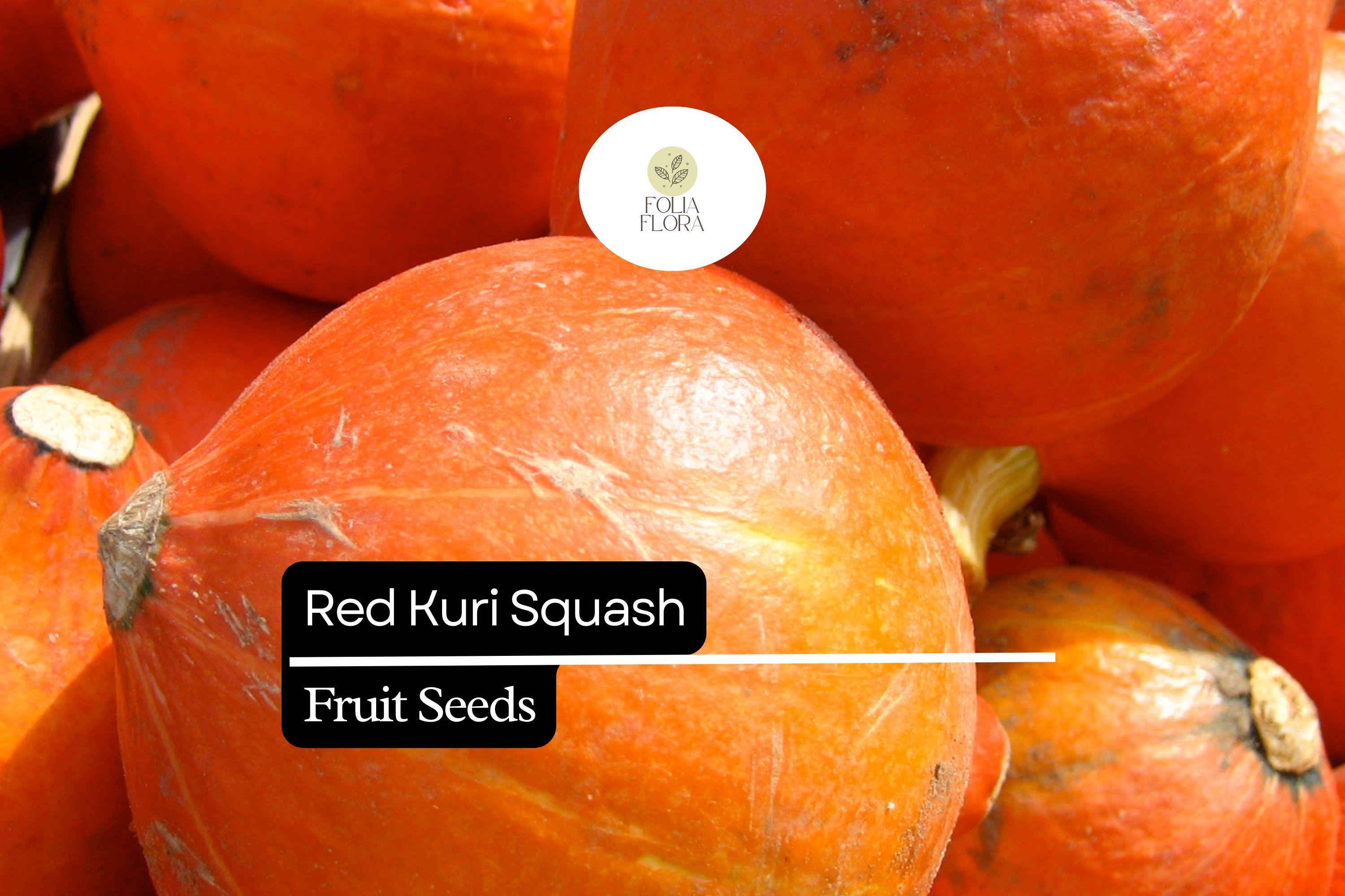 Red Kuri Squash Seeds | Heirloom Winter Squash