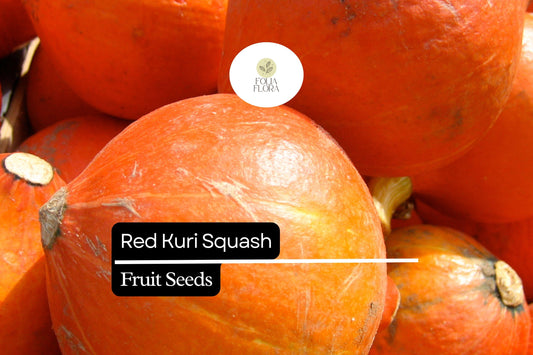 Red Kuri Squash Seeds | Heirloom Winter Squash
