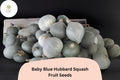 Baby Blue Hubbard Squash Seeds | Winter Baking, Roasting, Garden Planting