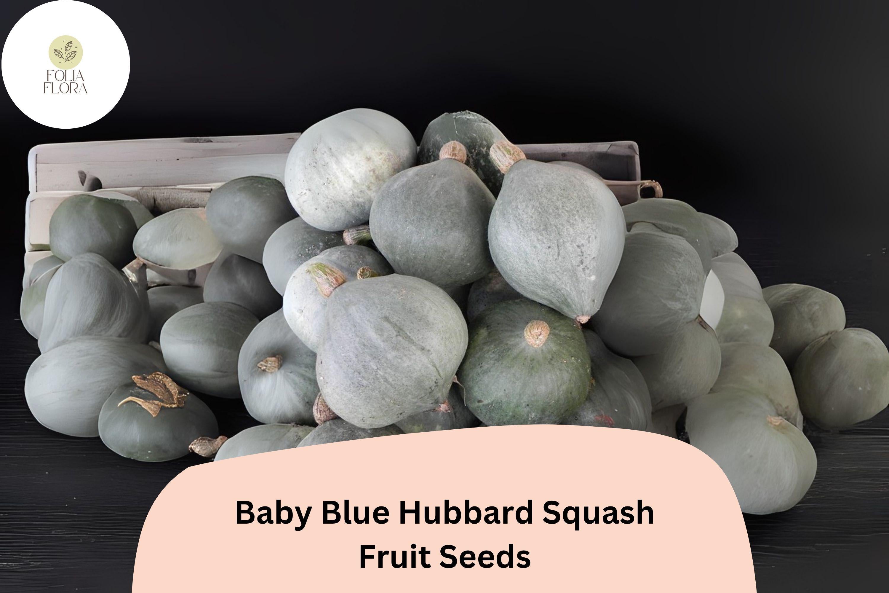 Baby Blue Hubbard Squash Seeds | Winter Baking, Roasting, Garden Planting
