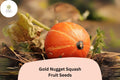Gold Nugget Squash Seeds (25+) | Heirloom Winter Squash
