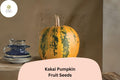 Kakai Pumpkin Seeds (25+) | Heirloom Hulless Variety for Roasting