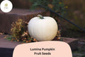 Lumina Pumpkin Seeds | White Heirloom Variety for Fall Decor