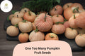 One Too Many Pumpkin Seeds | Heirloom Red Striped Cucurbita maxima | Edible & Decorative Gourds, 25+ Seeds