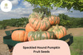 Speckled Hound Pumpkin Seeds | Rare Heirloom Squash Variety