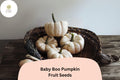 Baby Boo Pumpkin Seeds | Mini White Pumpkins, Compact Vines