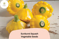 Sunburst Squash Seeds | Yellow Patty Pan, Heirloom Vegetable