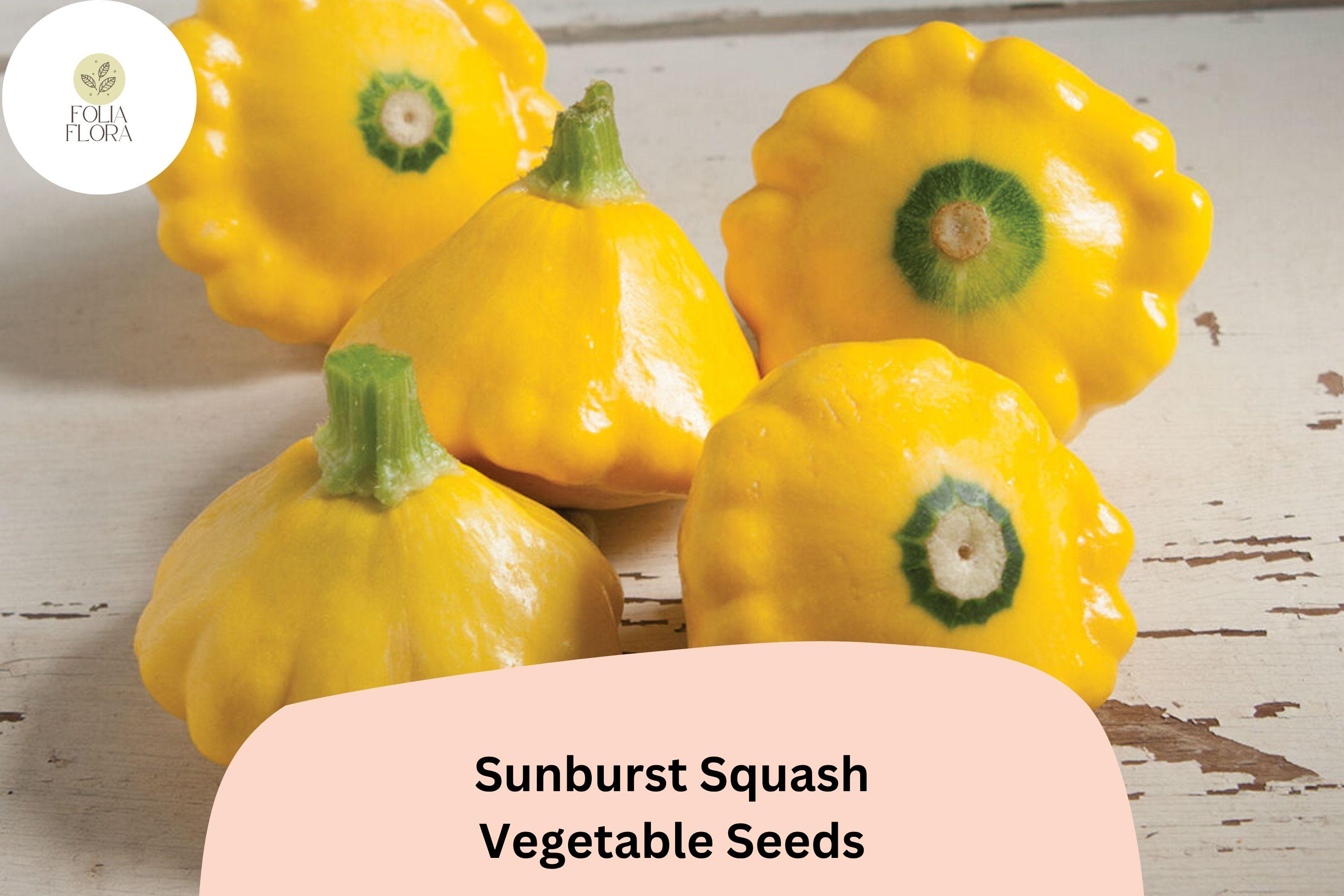 Sunburst Squash Seeds | Yellow Patty Pan, Heirloom Vegetable
