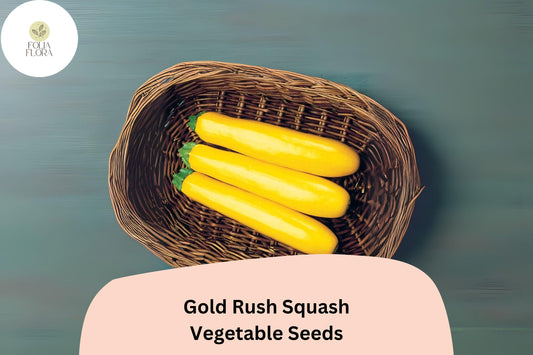 Gold Rush Zucchini Seeds | High-Yield Summer Squash