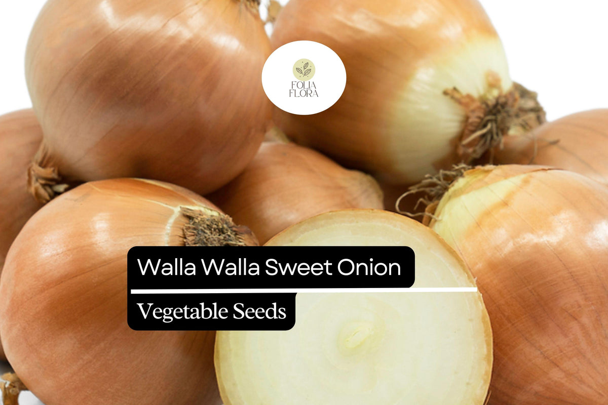 Walla Walla Sweet Onion Seeds | Heirloom Vegetable, Large Bulbs