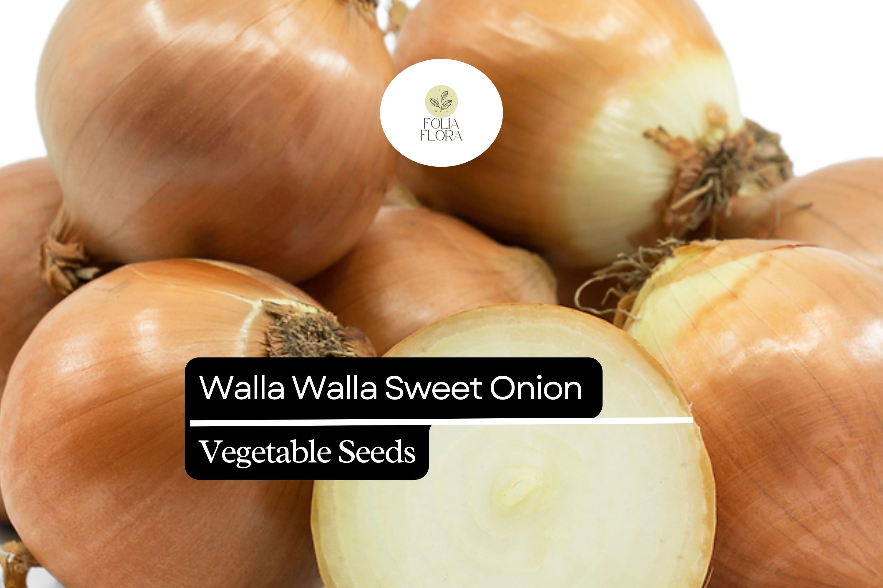 Walla Walla Sweet Onion Seeds | Heirloom Vegetable, Large Bulbs