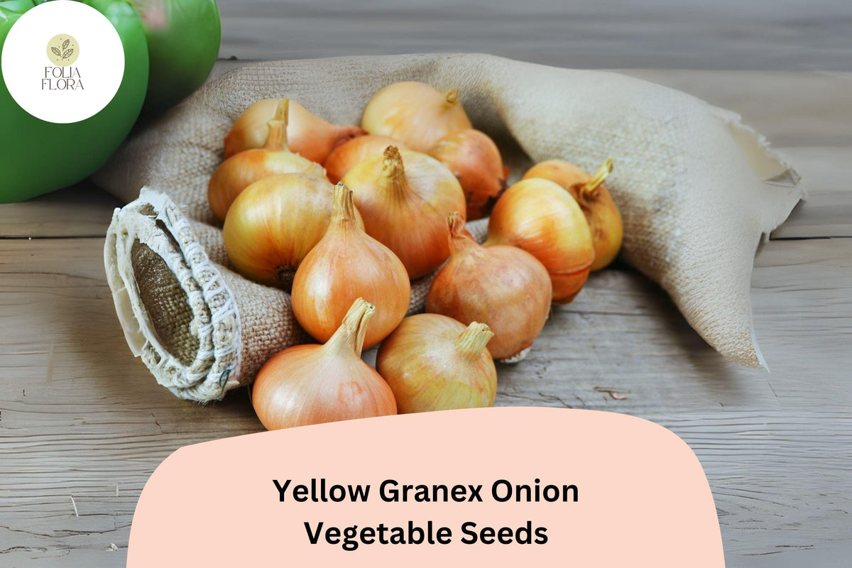 Yellow Granex Onion Seeds | Sweet Garden Variety (500+ Seeds)