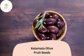 Kalamata Olive Seeds | Olea europaea, Greek Variety